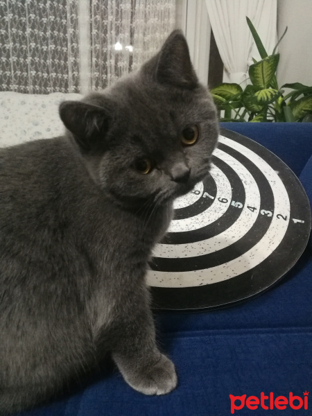 British Shorthair, Kedi  Miço fotoğrafı