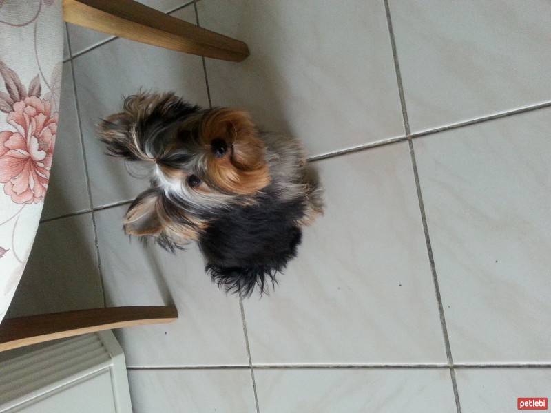 Yorkshire Terrier, Köpek  lorin fotoğrafı