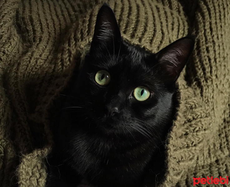 Bombay, Kedi  Black fotoğrafı
