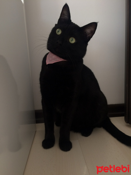 Bombay, Kedi  Black fotoğrafı