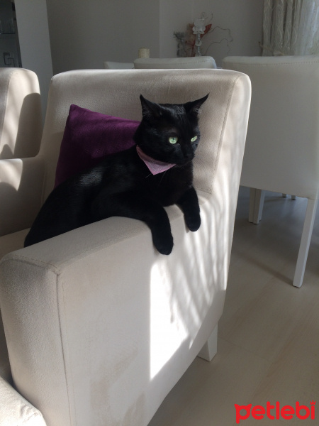 Bombay, Kedi  Black fotoğrafı