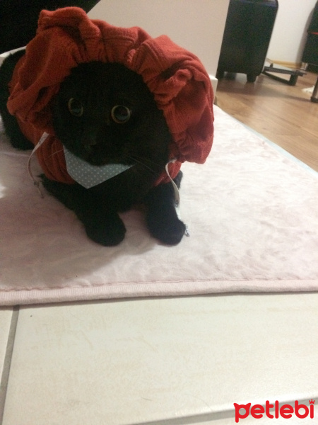 Bombay, Kedi  Black fotoğrafı
