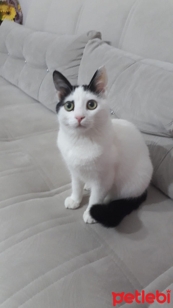 Tuxedo (Smokin) Kedi, Kedi  Mati fotoğrafı