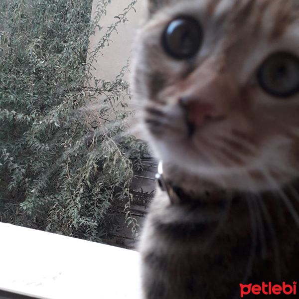 Tekir Kedi, Kedi  Pamuk fotoğrafı