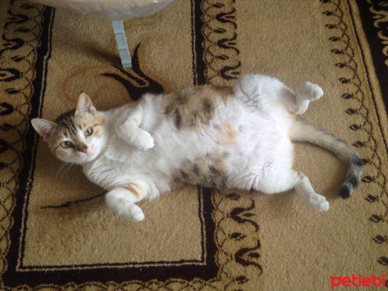 American Shorthair, Kedi  Fiona fotoğrafı