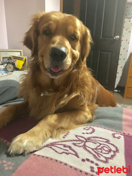 Golden Retriever, Köpek  Bobo fotoğrafı