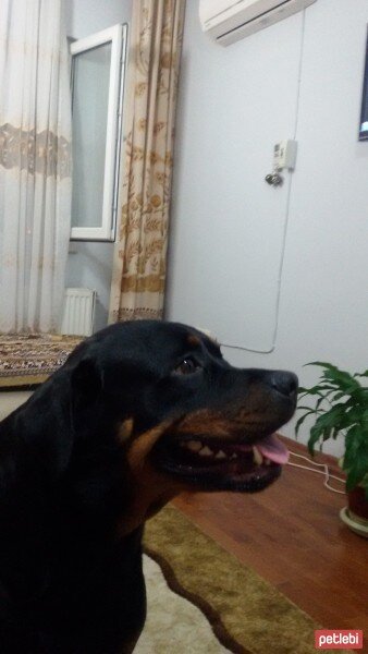 Rottweiler, Köpek  Toşa fotoğrafı