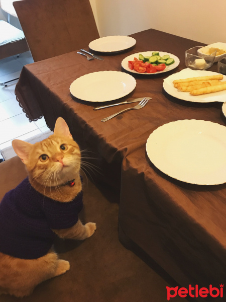Sarman, Kedi  Leonidas fotoğrafı