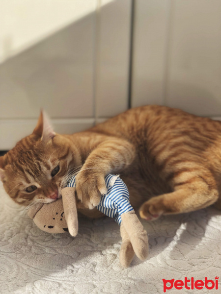 Sarman, Kedi  Leonidas fotoğrafı