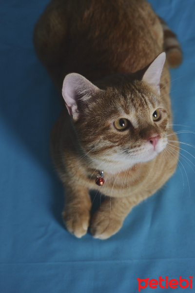 Sarman, Kedi  Leonidas fotoğrafı