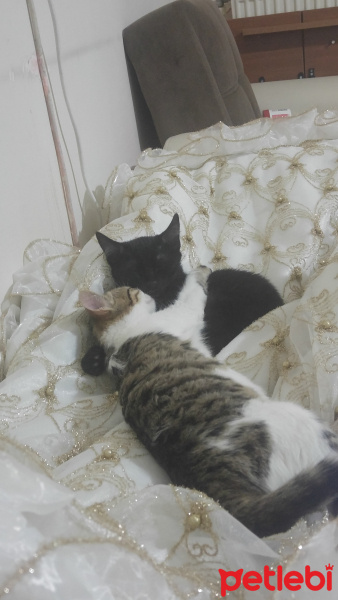 Tekir Kedi, Kedi  daisy fotoğrafı