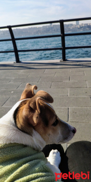 Jack Russell Terrier, Köpek  NOSE fotoğrafı