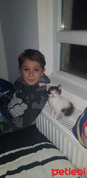 Tekir Kedi, Kedi  Mıncır fotoğrafı