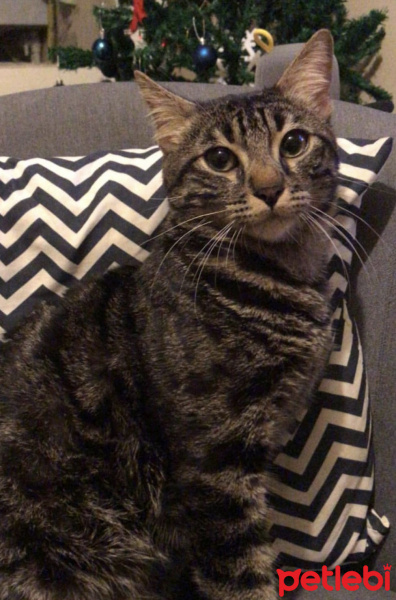 Tekir Kedi, Kedi  Simba fotoğrafı