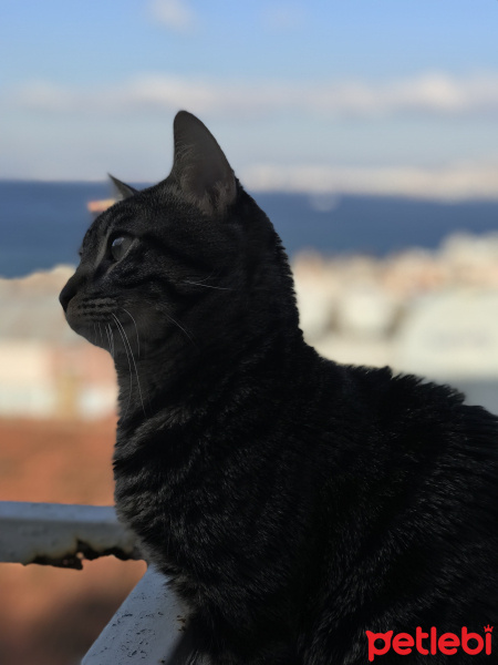 Tekir Kedi, Kedi  Simba fotoğrafı