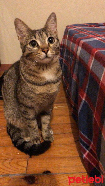 Tekir Kedi, Kedi  Nala fotoğrafı