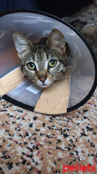 Tekir Kedi, Kedi  Nala fotoğrafı