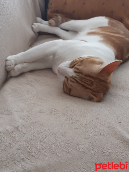 Sarman, Kedi  Tarçın fotoğrafı
