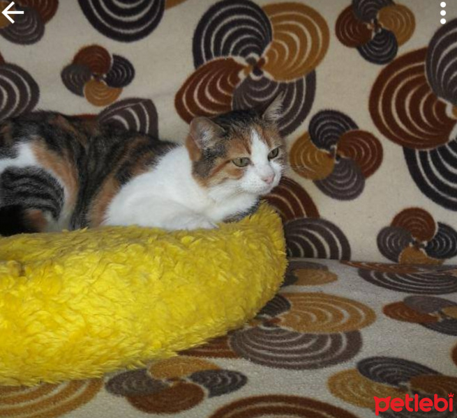 American Curl, Kedi  GÜLER diye birine dikkat edin fotoğrafı