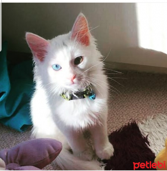 Van Kedisi, Kedi  pamuk fotoğrafı