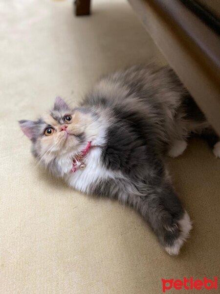 Chinchilla, Kedi  Leyna fotoğrafı