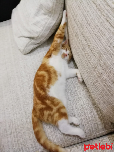 Sarman, Kedi  Limon fotoğrafı
