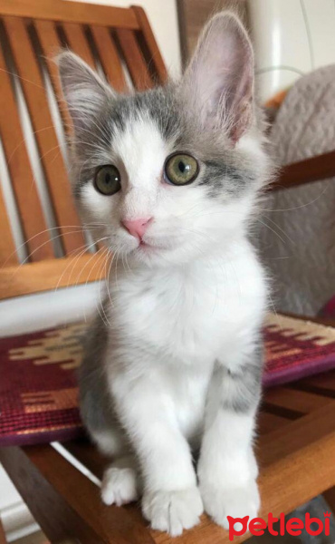 Tekir Kedi, Kedi  Luna fotoğrafı