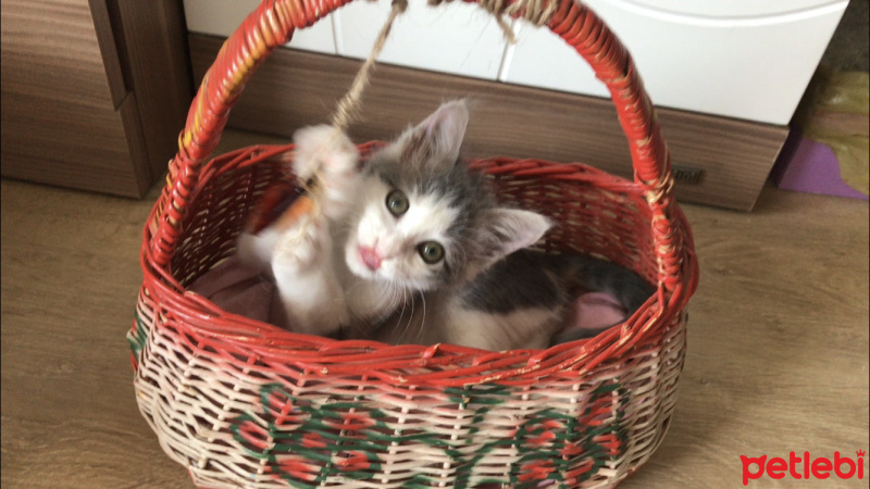Tekir Kedi, Kedi  Luna fotoğrafı