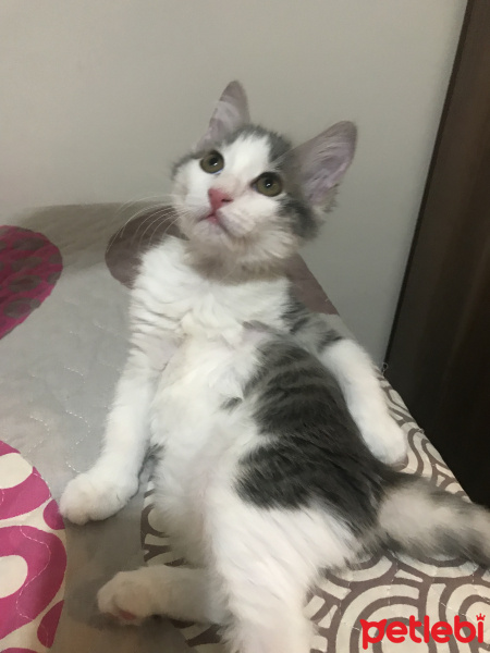 Tekir Kedi, Kedi  Luna fotoğrafı