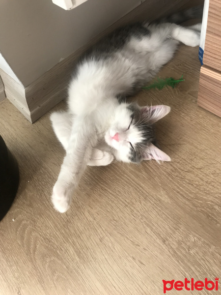 Tekir Kedi, Kedi  Luna fotoğrafı