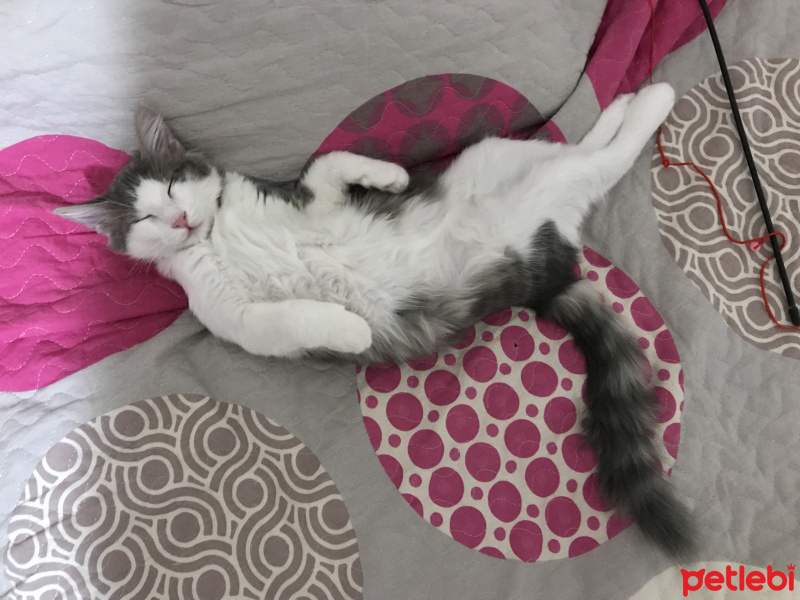 Tekir Kedi, Kedi  Luna fotoğrafı