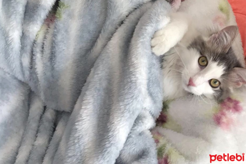 Tekir Kedi, Kedi  Luna fotoğrafı