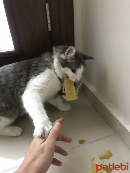 Tekir Kedi, Kedi  Luna fotoğrafı