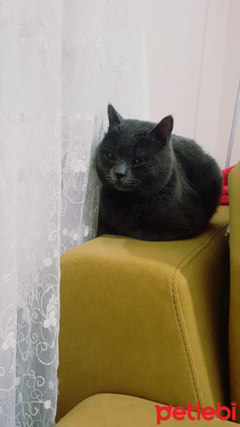 British Shorthair, Kedi  Duman fotoğrafı
