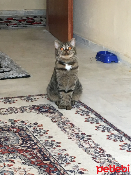 British Shorthair, Kedi  Maya fotoğrafı