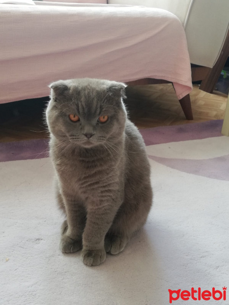 Scottish Fold, Kedi  Duman fotoğrafı