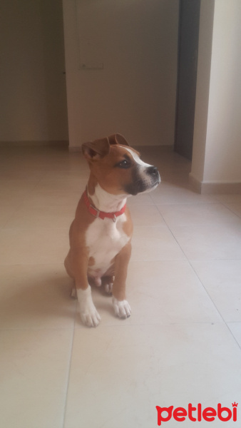 Amerikan Staffordshire Terrier, Köpek  Paşa fotoğrafı