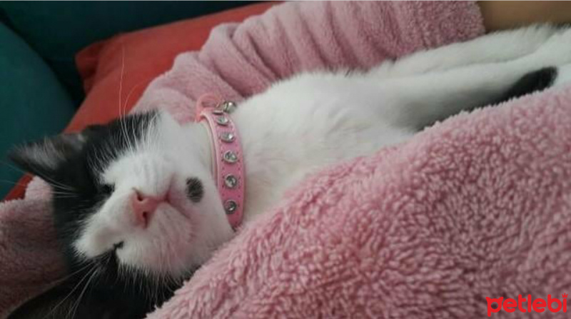 Tekir Kedi, Kedi  dügme fotoğrafı