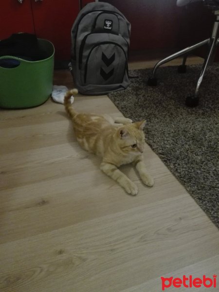 Sarman, Kedi  Korsan fotoğrafı