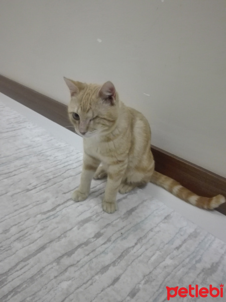 Sarman, Kedi  Korsan fotoğrafı