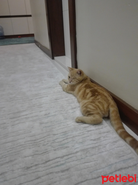 Sarman, Kedi  Korsan fotoğrafı