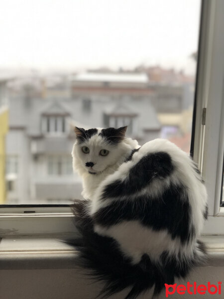 Norwegian Forest, Kedi  Müezza fotoğrafı