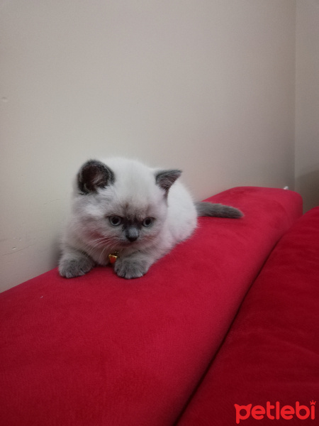 British Shorthair, Kedi  Bulut fotoğrafı