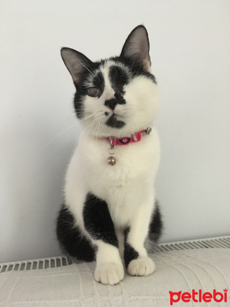 Tekir Kedi, Kedi  Sofi fotoğrafı