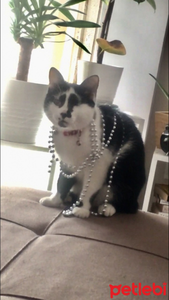 Tekir Kedi, Kedi  Sofi fotoğrafı