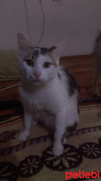 Manx, Kedi  Oglum fotoğrafı