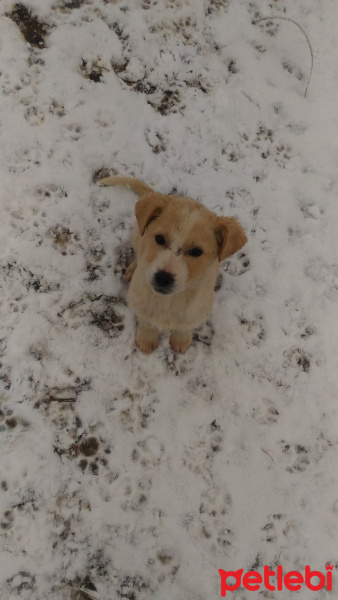 Kangal, Köpek  Isımsız fotoğrafı