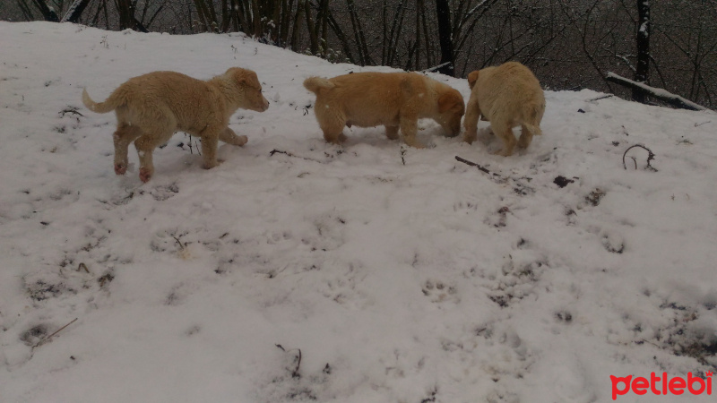 Kangal, Köpek  Isımsız fotoğrafı