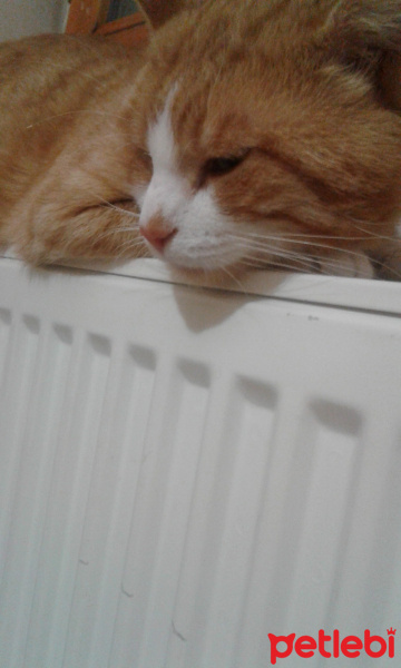 Sarman, Kedi  yummy fotoğrafı