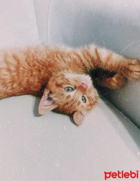 Sarman, Kedi  Kaju fotoğrafı